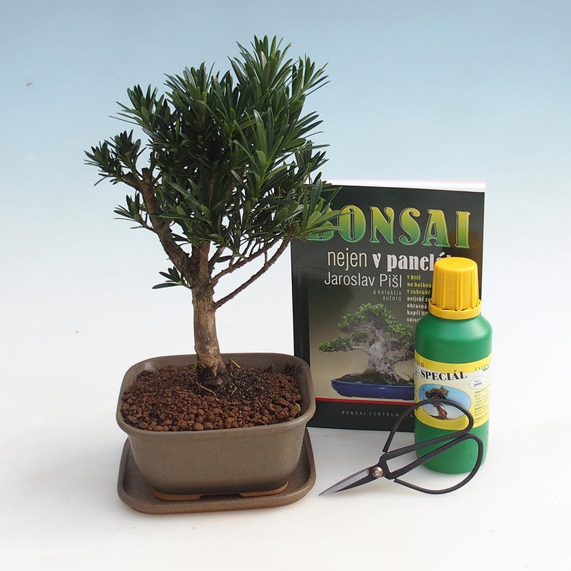 Zimmer-Bonsai-Set