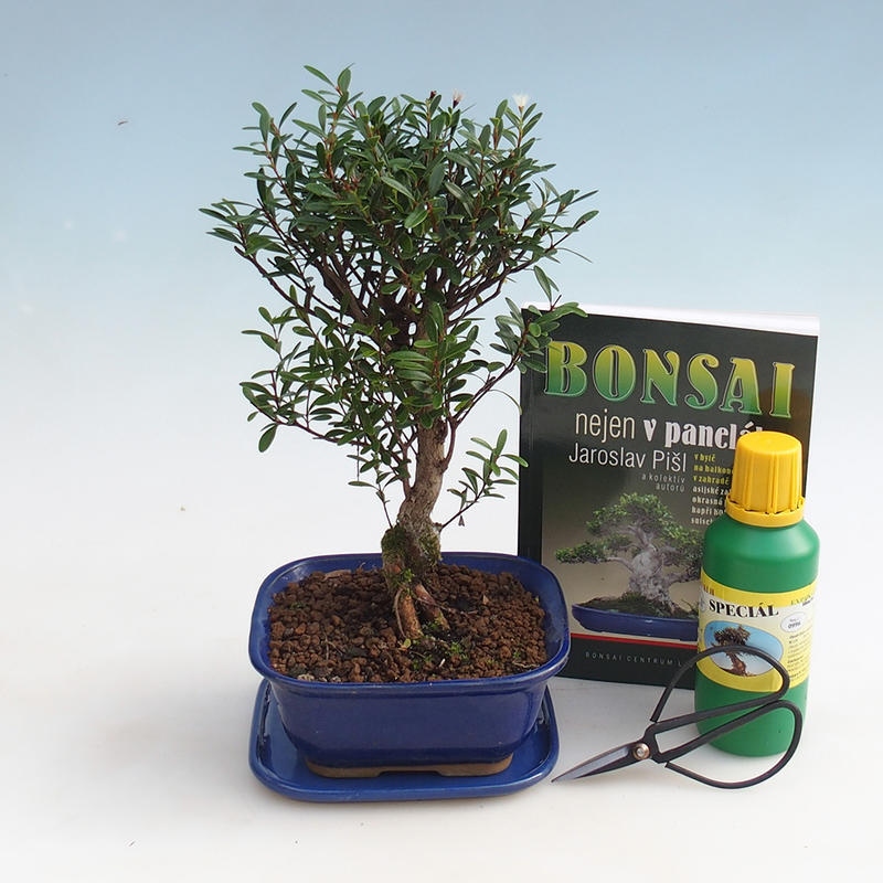 Zimmer-Bonsai-Set