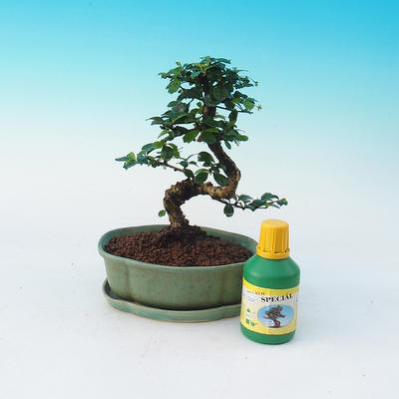 Zimmer-Bonsai-Set