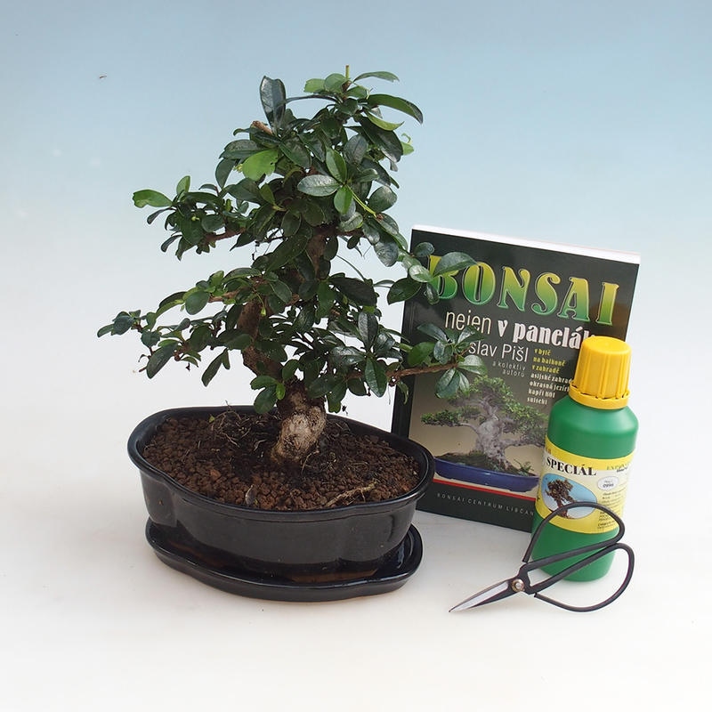Zimmer-Bonsai-Set