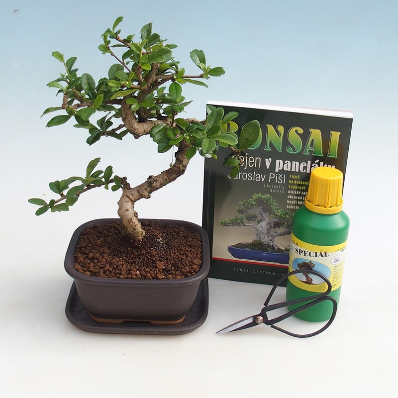 Zimmer-Bonsai-Set