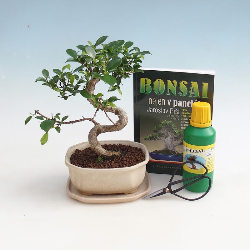 Zimmer-Bonsai-Set