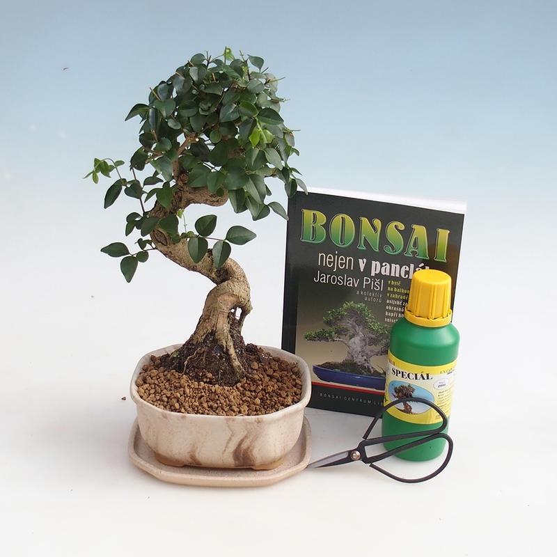 Zimmer-Bonsai-Set