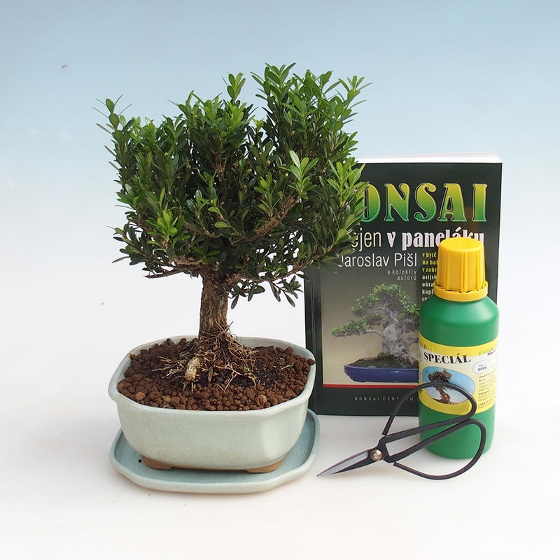 Zimmer-Bonsai-Set