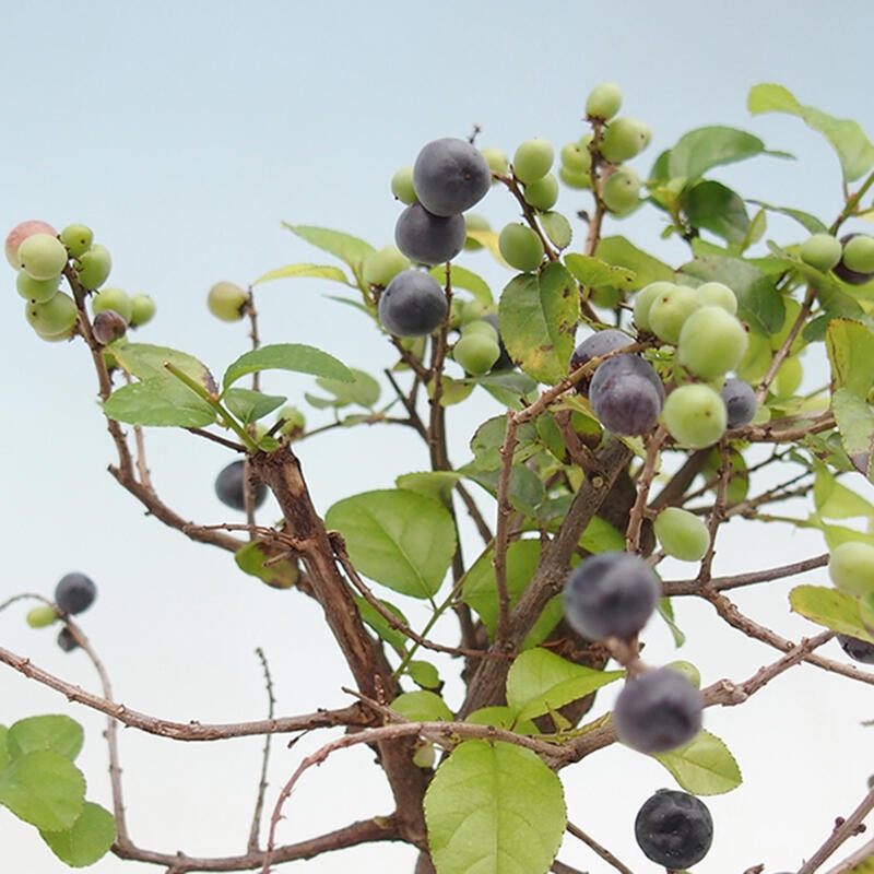 Zimmer Bonsai - Sageretia thea - Sageretia thea