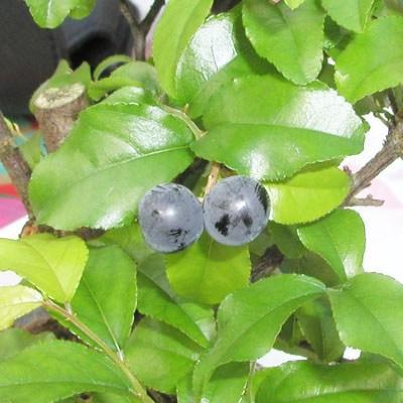 Kokedama mit Untersetzer – Sagerécie thea – Sagerécie thea