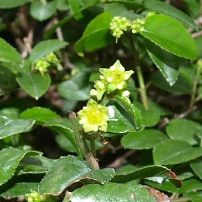 Zimmer Bonsai - Sageretia thea - Sageretia thea