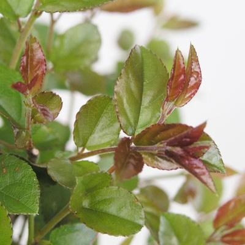 Zimmer Bonsai - Sageretia thea - Sageretia thea