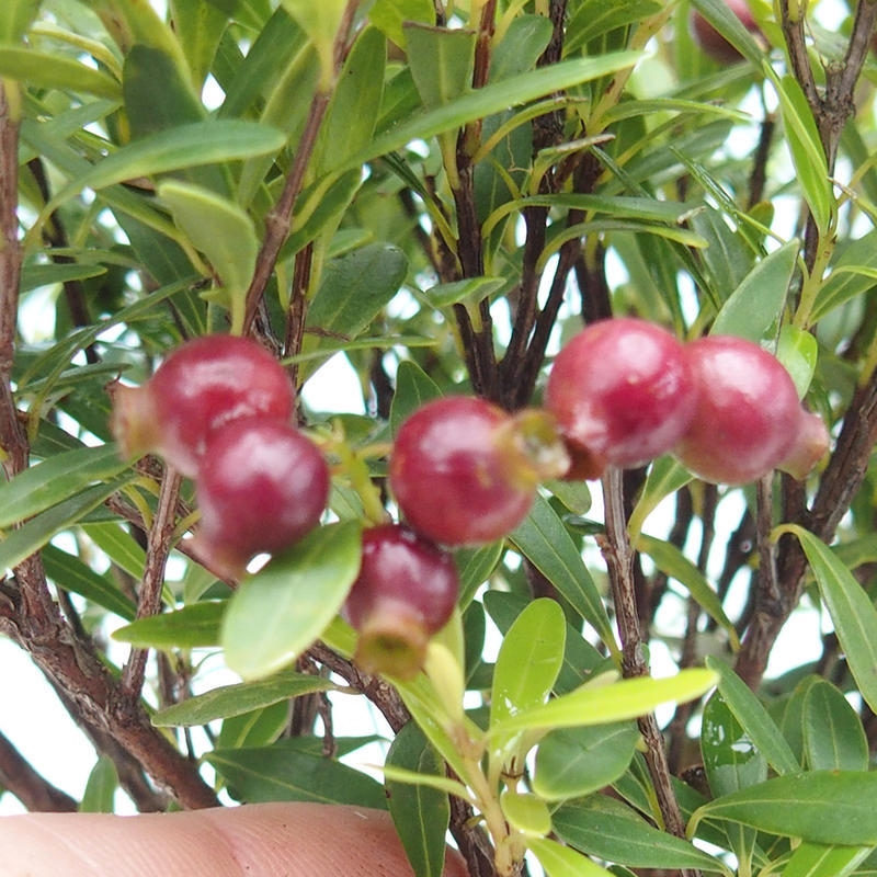 Zimmer Bonsai - Syzygium - Piment