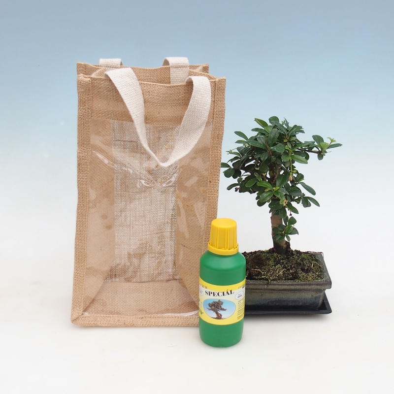 Zimmerbonsai in Geschenktüte - JUTA Carmona-tea fuki