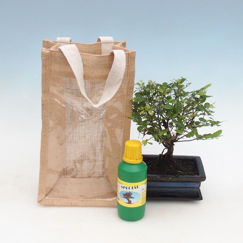 Zimmerbonsai in Geschenktüte - JUTA Sageretia thea