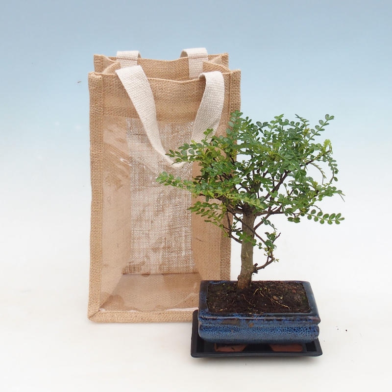 Zimmerbonsai in einer Geschenktüte – JUTA Zantoxylum piperitum – Pfefferbaum 