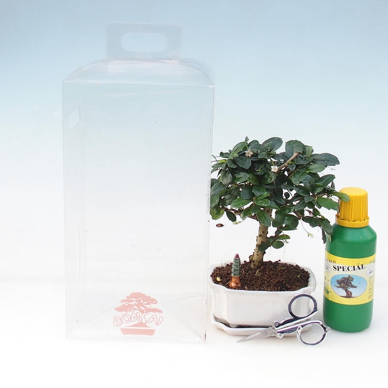 Zimmerbonsai im Geschenkkarton - Tee-Fuki - Carmona microphylla