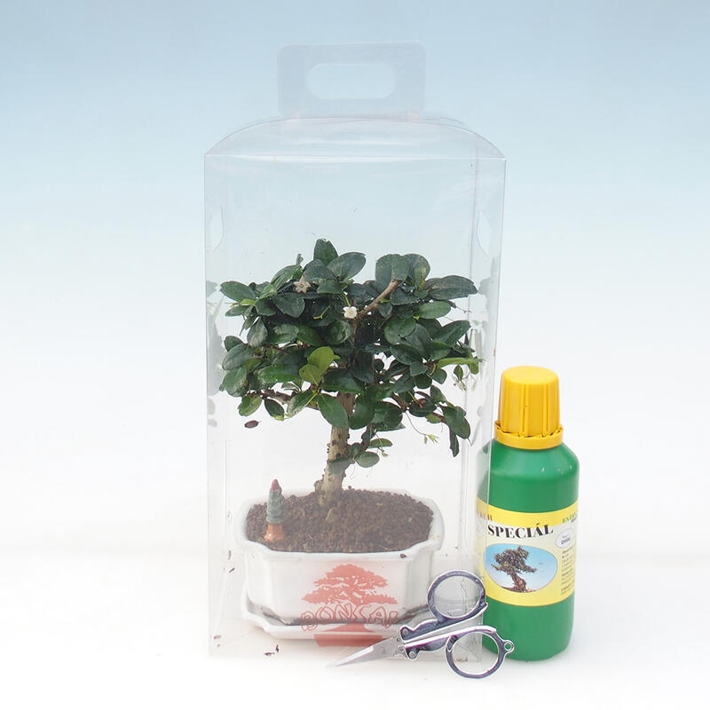 Zimmerbonsai im Geschenkkarton - Tee-Fuki - Carmona microphylla