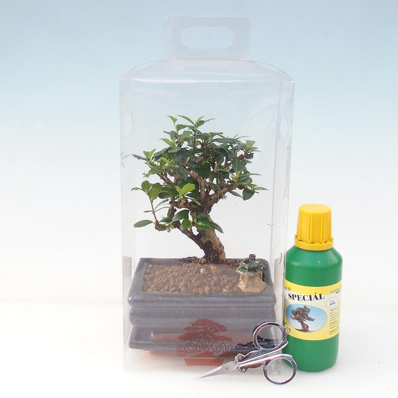 Zimmerbonsai im Geschenkkarton - Tee-Fuki - Carmona microphylla