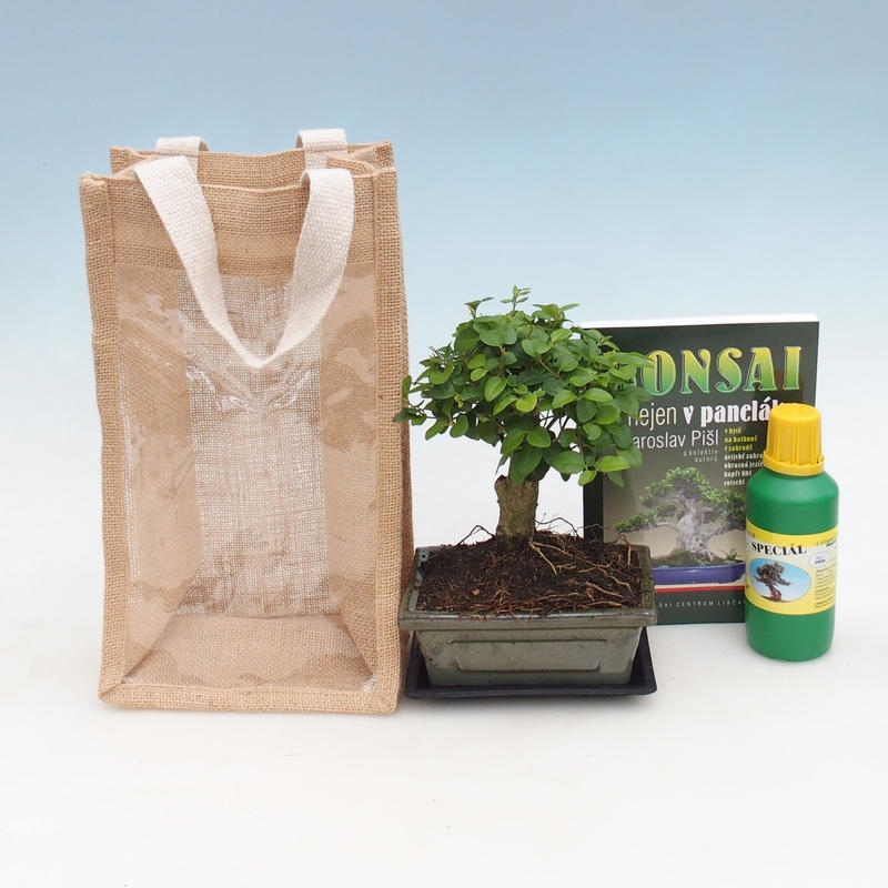 Zimmerbonsai in einer Geschenktüte – JUTA  Vogelbeere – Ligustrum chinensis