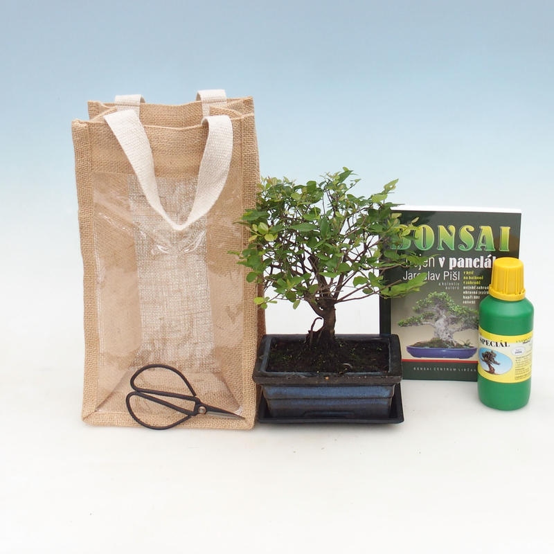 Zimmerbonsai in Geschenktüte - JUTA Sageretia thea