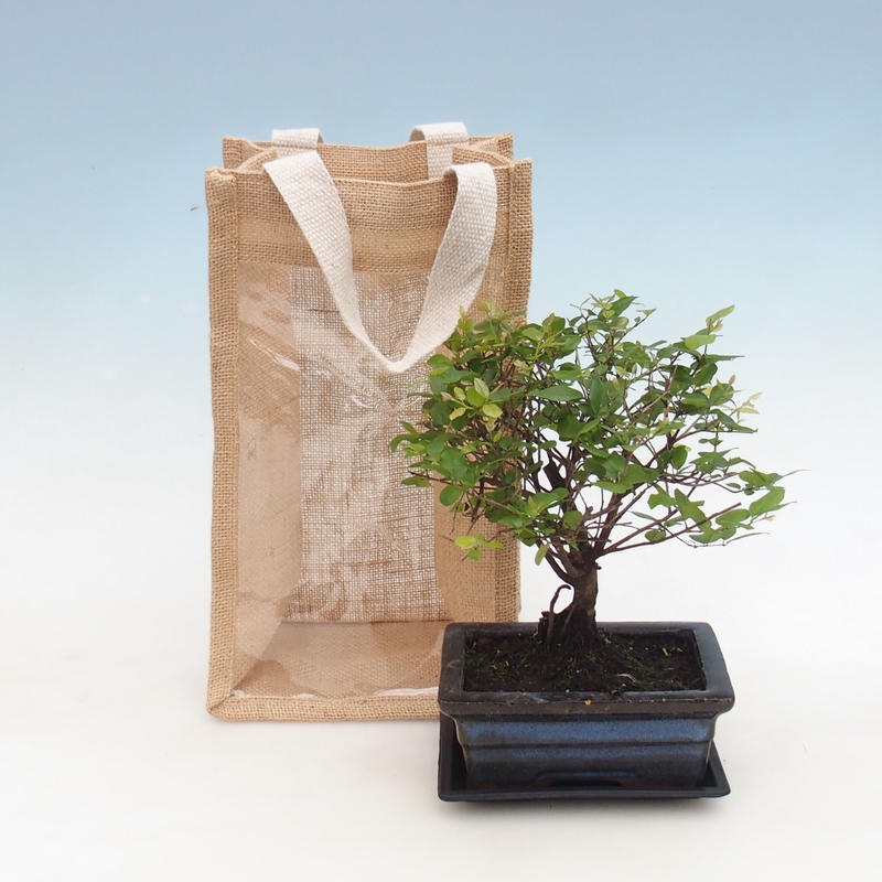 Zimmerbonsai in Geschenktüte - JUTA Sageretia thea