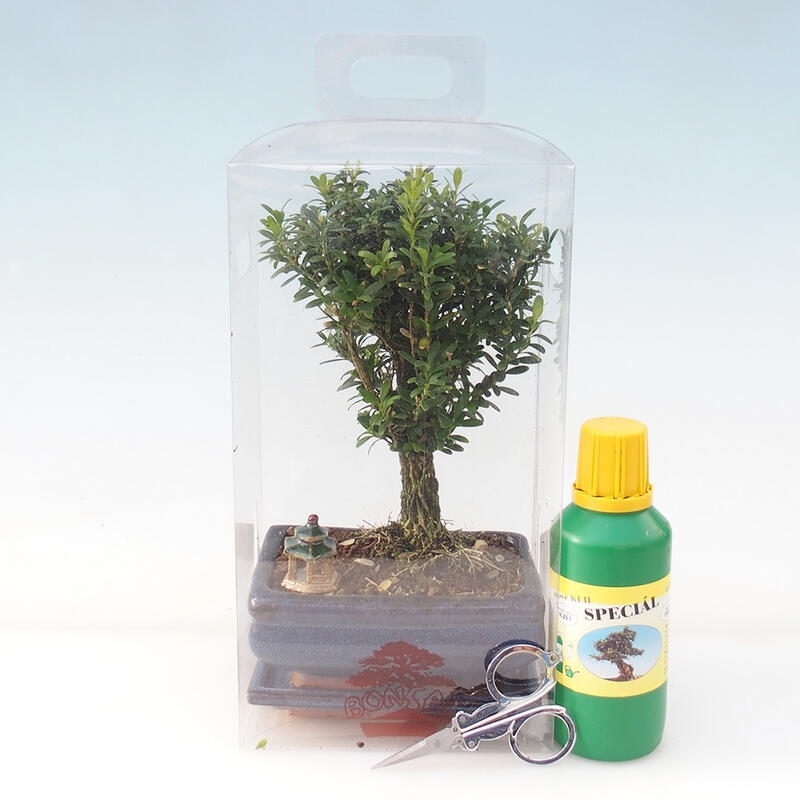 Zimmerbonsai im Geschenkkarton - Korkbuxus - Buxus harlandii