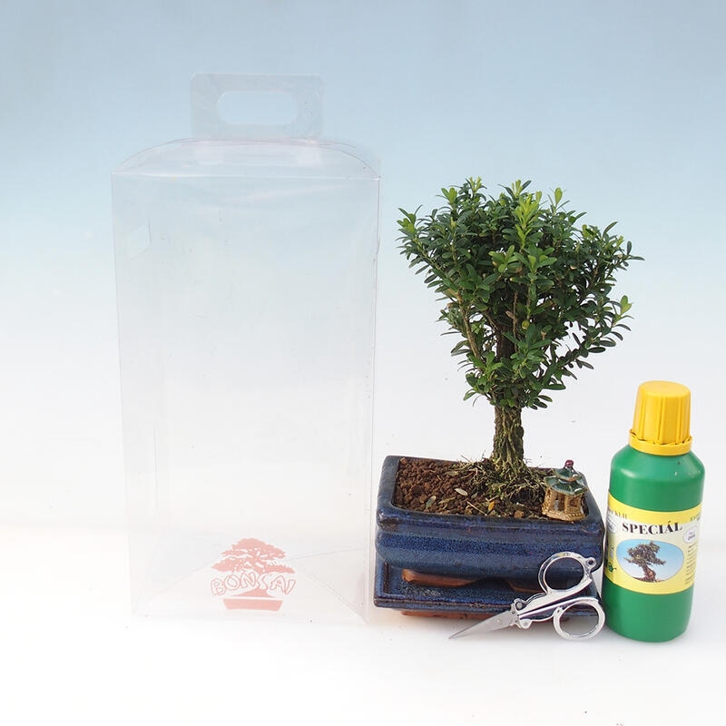 Zimmerbonsai im Geschenkkarton - Korkbuxus - Buxus harlandii