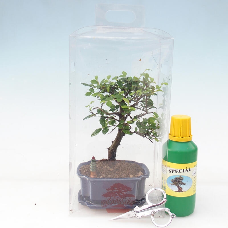 Zimmerbonsai im Geschenkkarton - Zimmerulme - Ulmus parvifolia