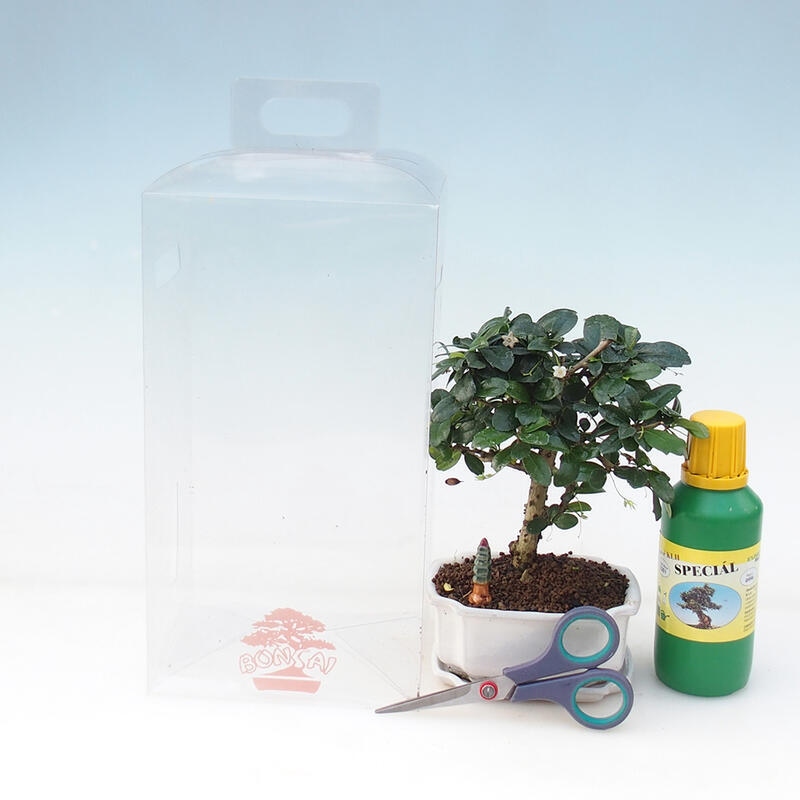Indoor-Bonsai in Geschenk-Box für Jungen - Tea-fuki - Carmona microphylla