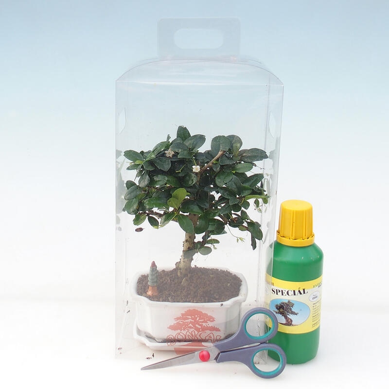 Indoor-Bonsai in Geschenk-Box für Jungen - Tea-fuki - Carmona microphylla