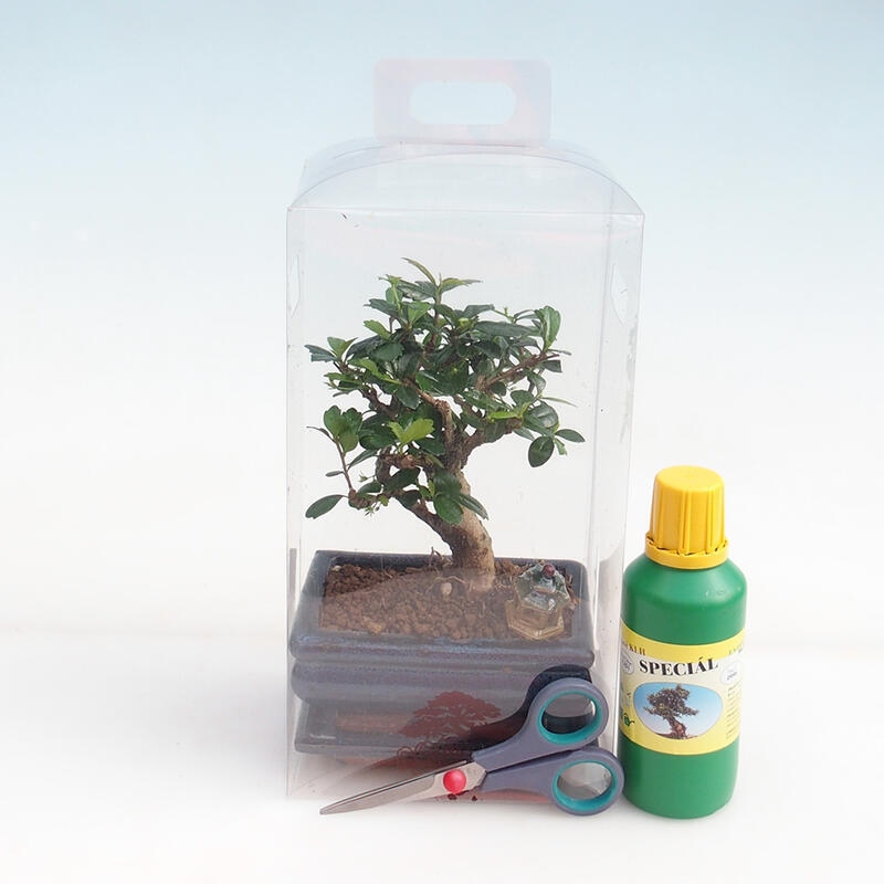 Indoor-Bonsai in Geschenk-Box für Jungen - Tea-fuki - Carmona microphylla