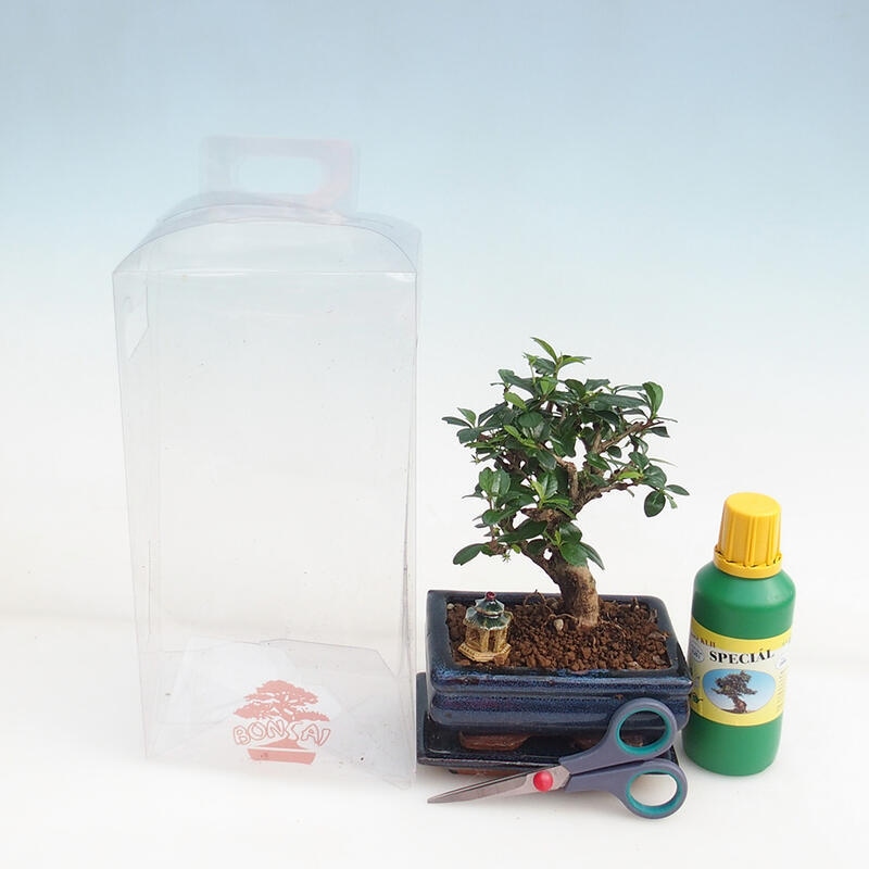 Indoor-Bonsai in Geschenk-Box für Jungen - Tea-fuki - Carmona microphylla
