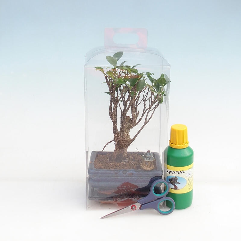 Indoor-Bonsai in Geschenkbox für Jungen - Ficus retusa