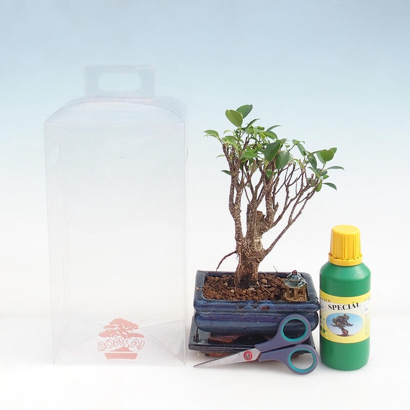 Indoor-Bonsai in Geschenkbox für Jungen - Ficus retusa
