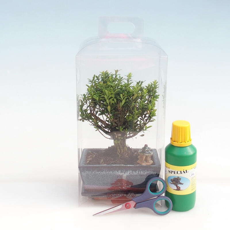 Indoor-Bonsai im Geschenkkarton für Jungen - Cork Buxus - Buxus harlandii