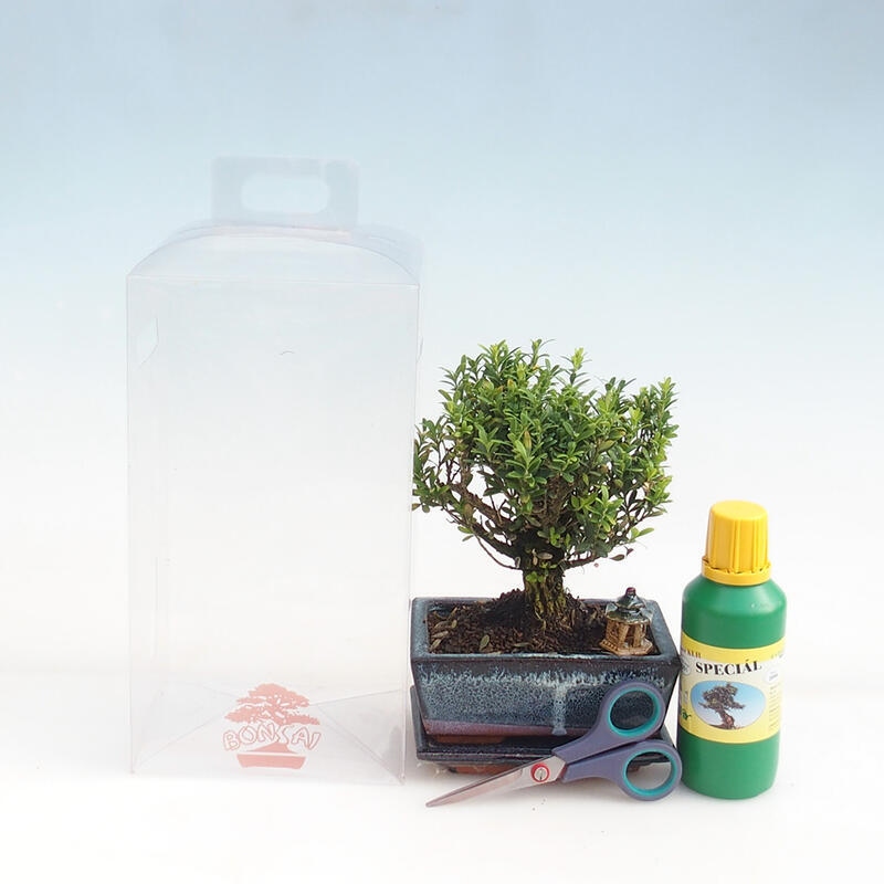 Indoor-Bonsai im Geschenkkarton für Jungen - Cork Buxus - Buxus harlandii