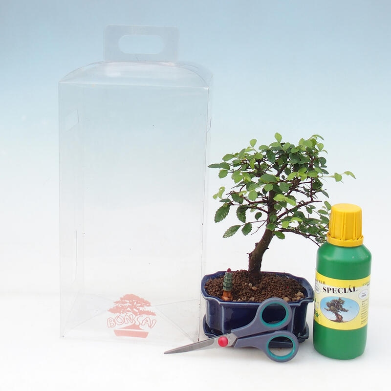 Zimmer Bonsai in Geschenkbox für Jungen - Zimmer Ulme - Ulmus parvifolia
