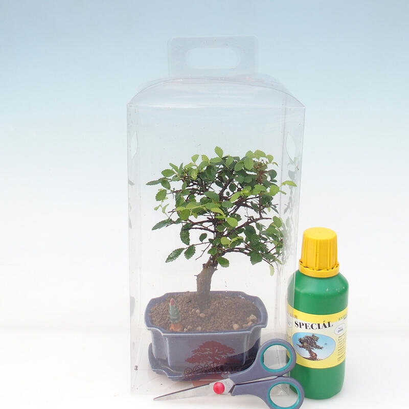 Zimmer Bonsai in Geschenkbox für Jungen - Zimmer Ulme - Ulmus parvifolia