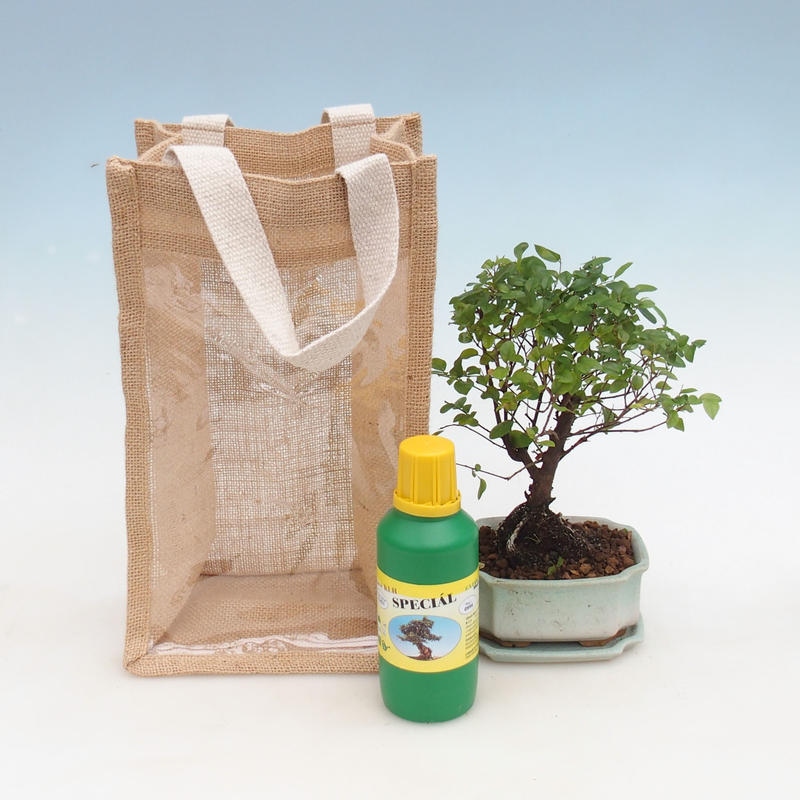 Zimmerbonsai in Geschenktüte - JUTA Sageretia thea