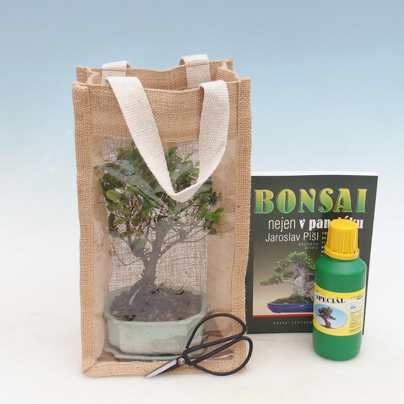 Zimmerbonsai in Geschenktüte - JUTA