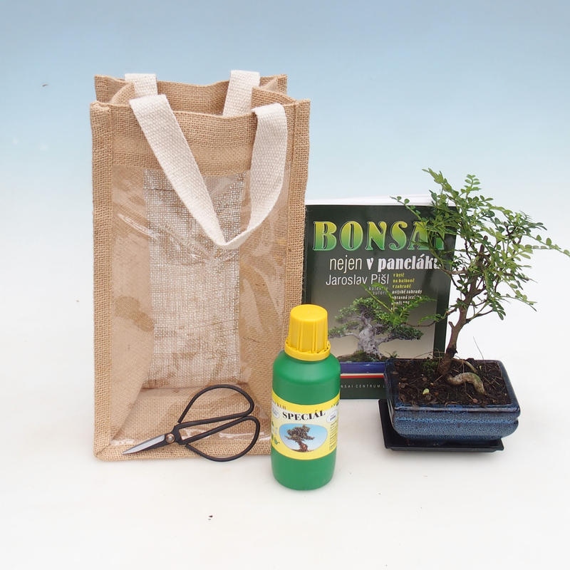 Zimmerbonsai in Geschenktüte - JUTA