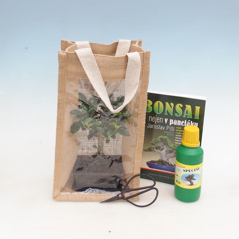 Zimmerbonsai in Geschenktüte - JUTA