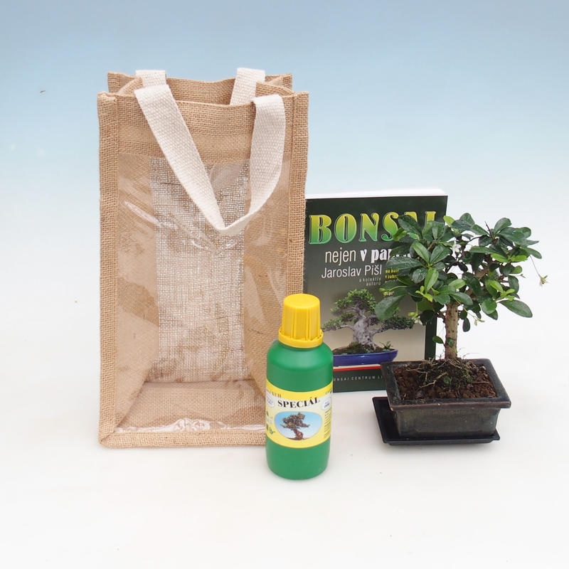 Zimmerbonsai in Geschenktüte - JUTA