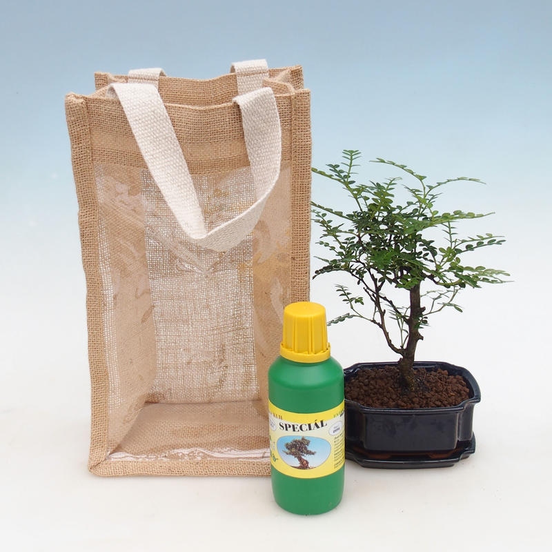 Zimmerbonsai in Geschenktüte - JUTA