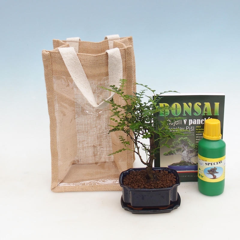 Zimmerbonsai in Geschenktüte - JUTA