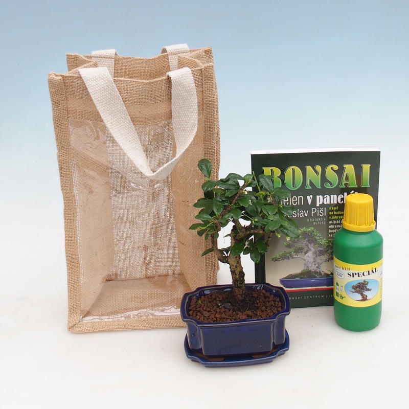 Zimmerbonsai in Geschenktüte - JUTA Carmona-tea fuki
