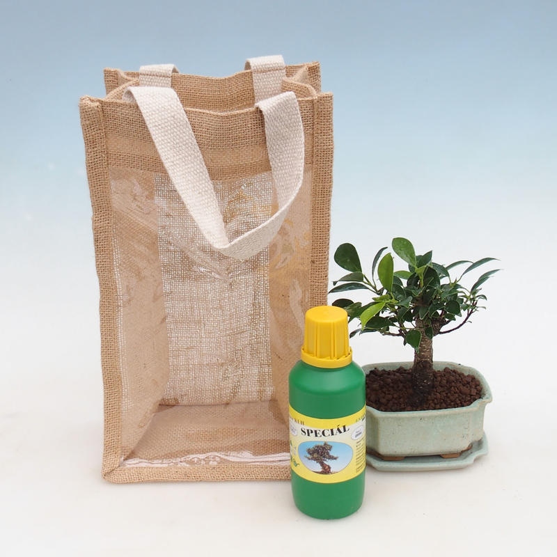Zimmerbonsai in Geschenktüte - JUTA Ficus retusa