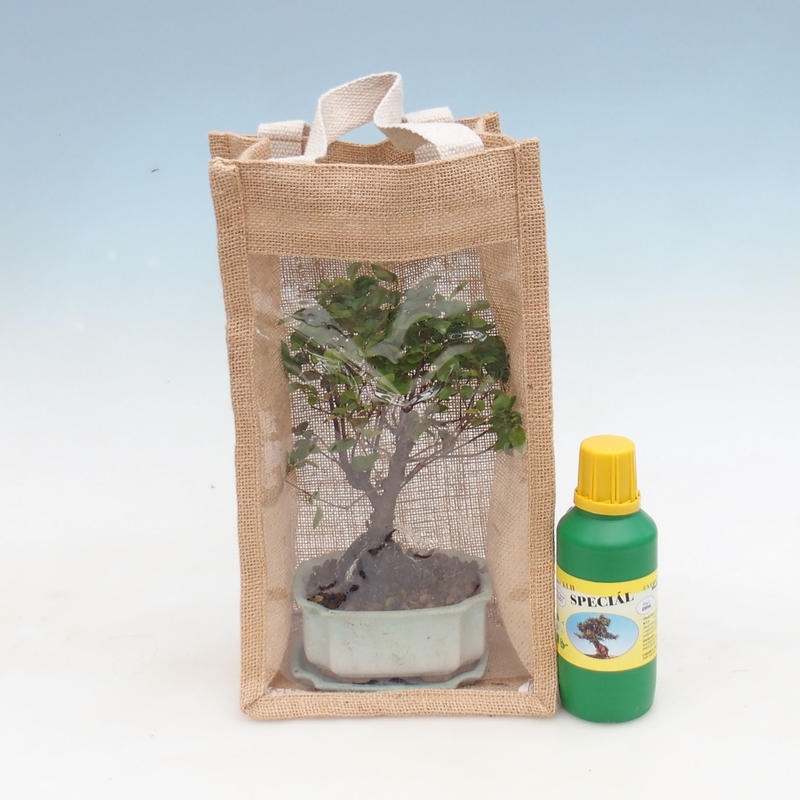 Zimmerbonsai in Geschenktüte - JUTA