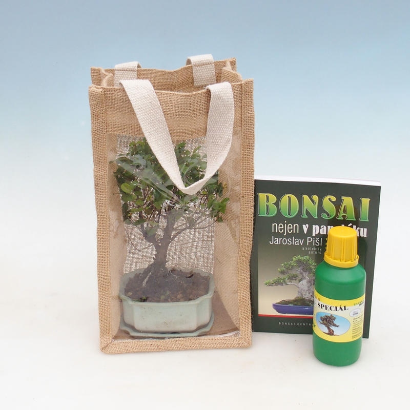 Zimmerbonsai in Geschenktüte - JUTA