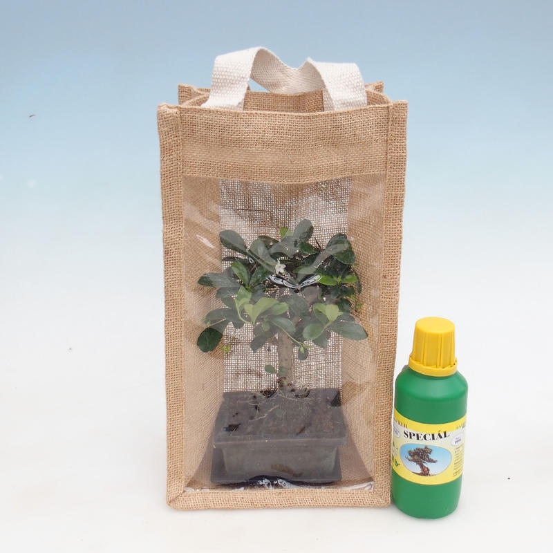 Zimmerbonsai in Geschenktüte - JUTA