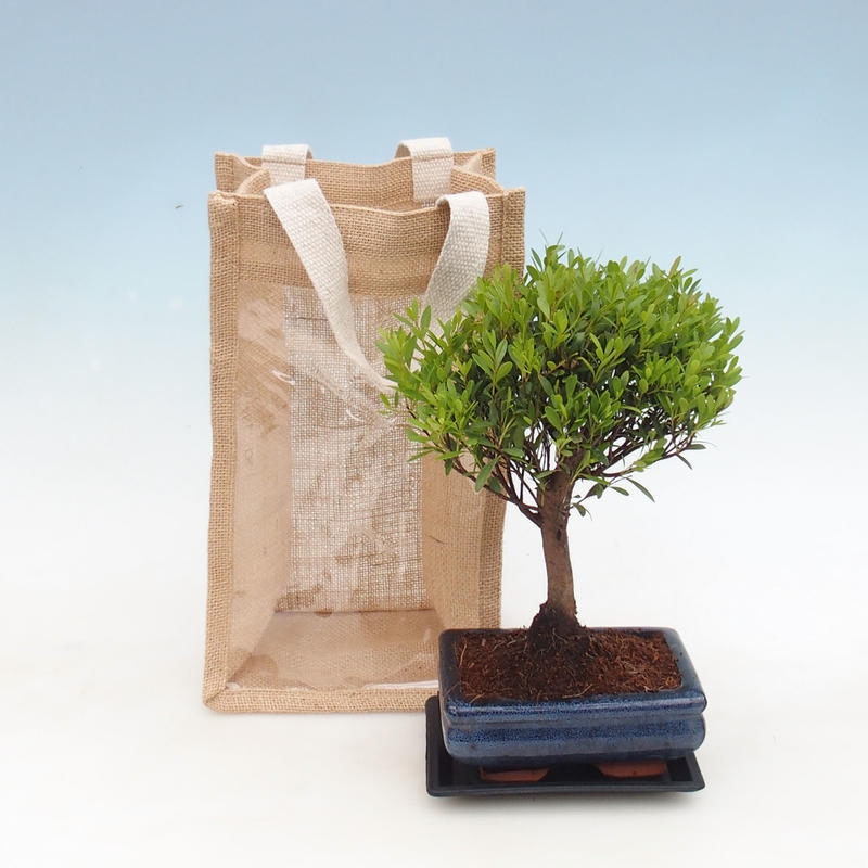 Zimmerbonsai in Geschenktüte - JUTA