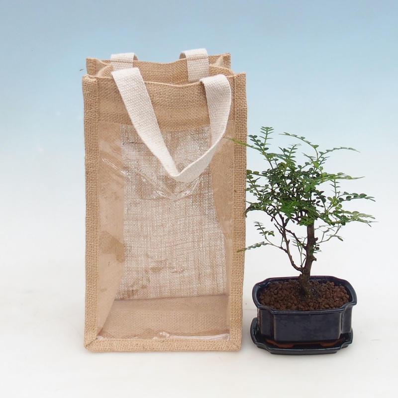 Zimmerbonsai in einer Geschenktüte – JUTA Zantoxylum piperitum – Pfefferbaum 