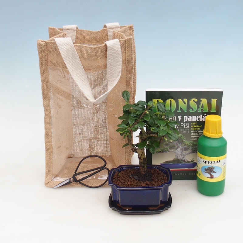Zimmerbonsai in Geschenktüte - JUTA Carmona-tea fuki